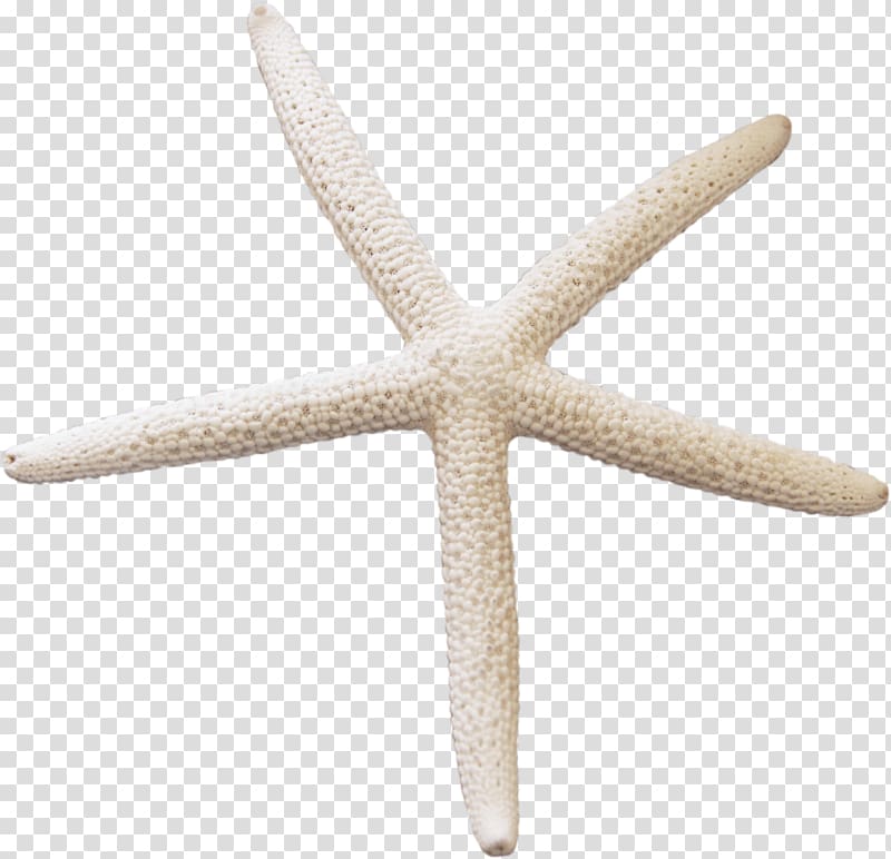 Starfish transparent background PNG clipart