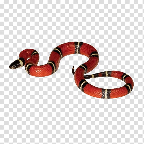 red and white snake, Reptile Corn snake Coral snake Sinaloan milk snake, snakes transparent background PNG clipart