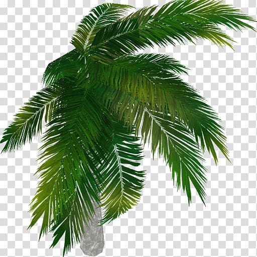 Asian palmyra palm Arecaceae Tree Evergreen Date palm, tree transparent background PNG clipart