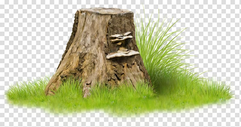 brown trunk surrounded with green grass illustration, Tree stump Raster graphics Blackberry , forest transparent background PNG clipart