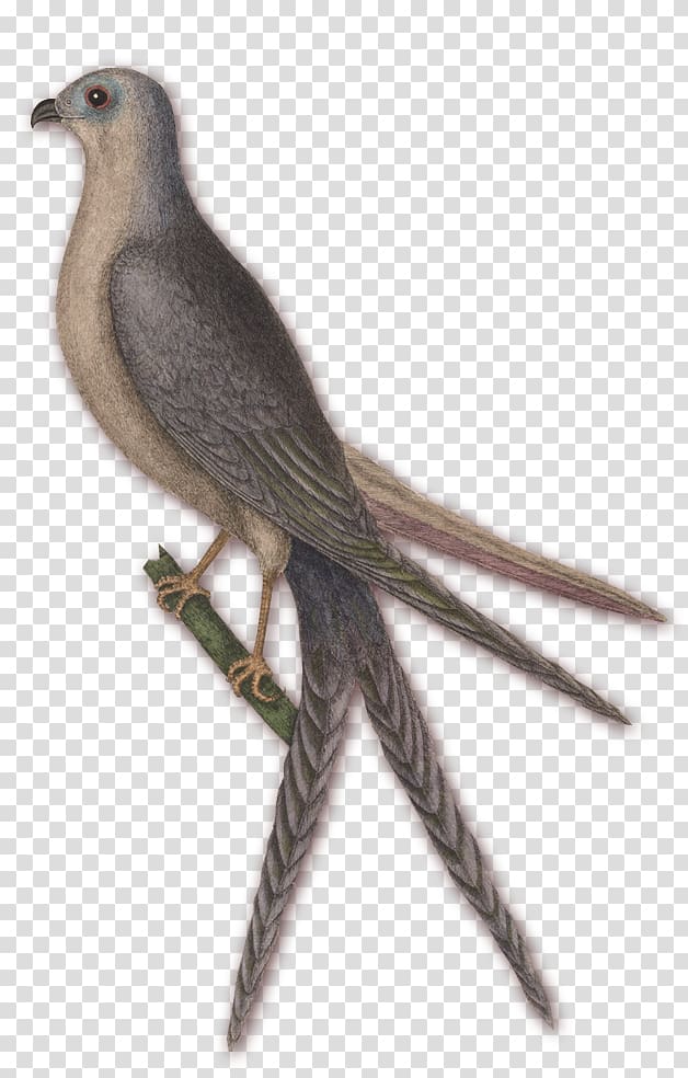 The natural history of Carolina, Florida and the Bahama Islands North Carolina Finch Fauna, others transparent background PNG clipart