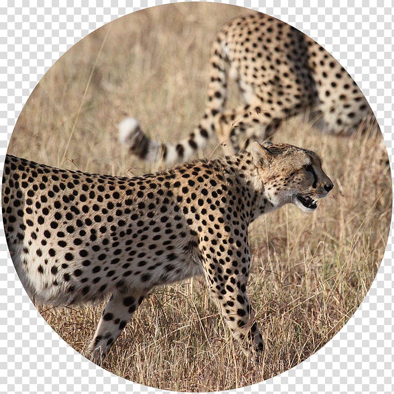 Cheetah Kruger National Park Cat Lion Felidae, cheetah transparent background PNG clipart