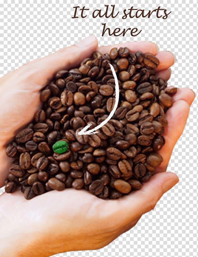 Jamaican Blue Mountain Coffee Kona coffee Cocoa bean Kona District, Hawaii, Coffee transparent background PNG clipart