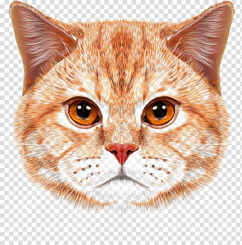 orange cat illustration, British Shorthair Siberian cat Exotic Shorthair Kitten Dog, Cathead transparent background PNG clipart
