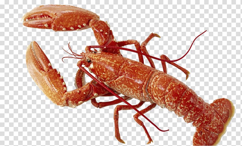 American lobster Caridea Homarus gammarus Crayfish Mug, mug transparent background PNG clipart