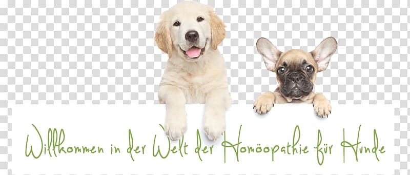 Hund Transparent Background Png Cliparts Free Download Hiclipart