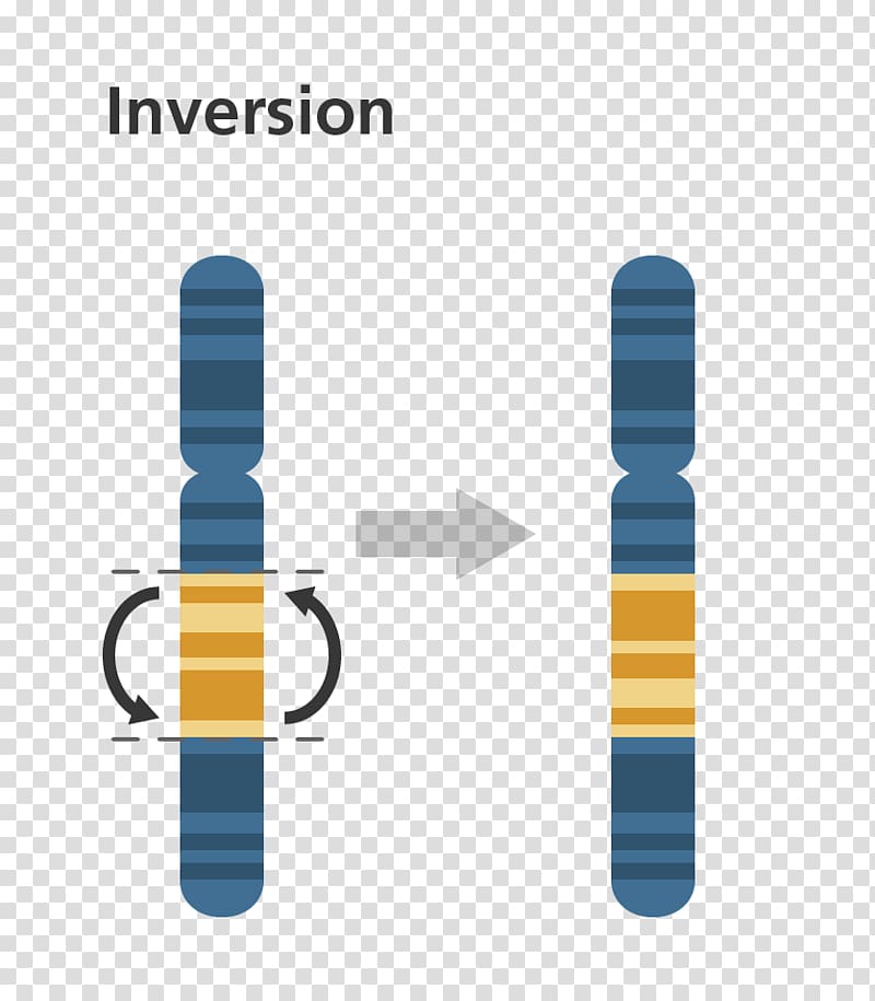 Chromosomal inversion Mutation Chromosome Gene duplication Chromosomal translocation, others transparent background PNG clipart