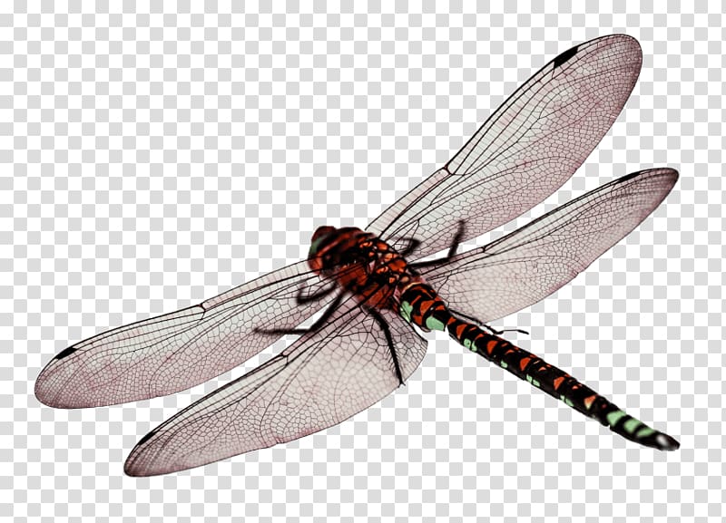 Portable Network Graphics Dragonfly Wings Transparency , dragonfly transparent background PNG clipart