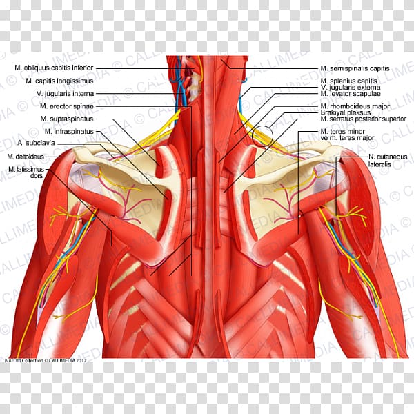 Coronal plane Muscle Human anatomy Thorax Vein, neck bloodstain transparent background PNG clipart
