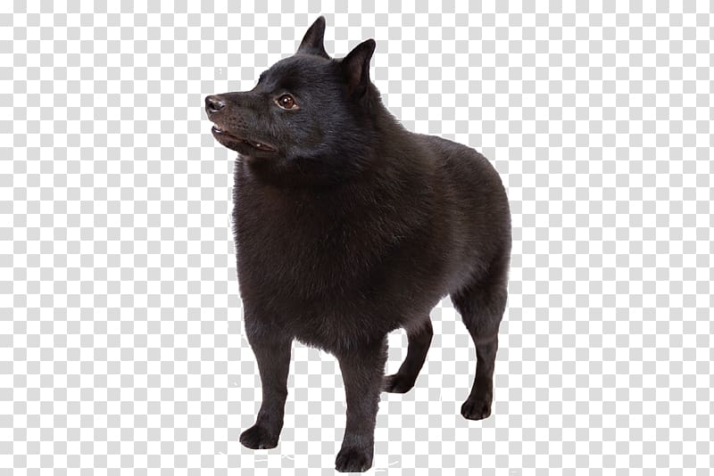 Schipperke Norwegian Elkhound Kai Ken Norwegian Buhund Dobermann, golden retriever transparent background PNG clipart