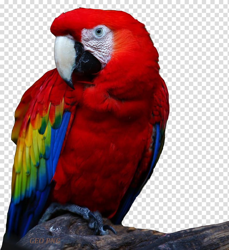 Parrot Bird Desktop High-definition television 1080p, parrot transparent background PNG clipart