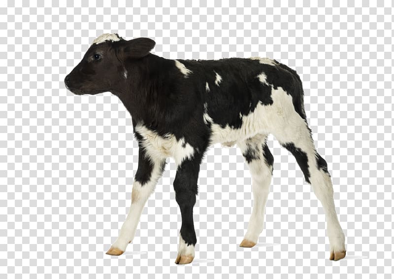 black and white cattle, Cow-calf operation Belgian Blue Hereford cattle , cow transparent background PNG clipart