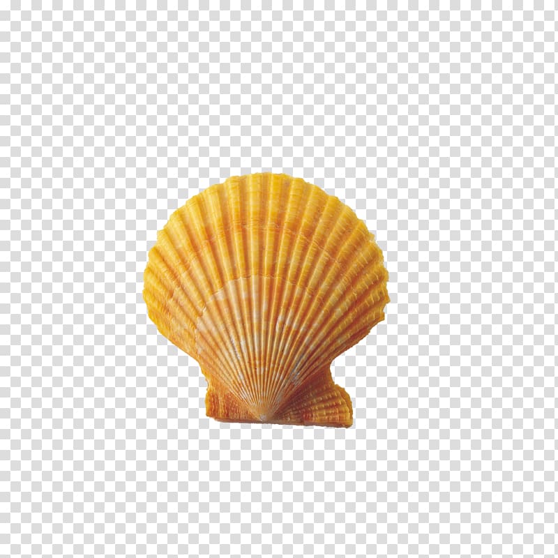 Seashell Conch , shell transparent background PNG clipart