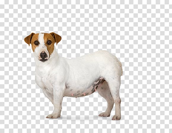 Jack Russell Terrier Parson Russell Terrier Dog breed Dachshund Poodle, little dog transparent background PNG clipart