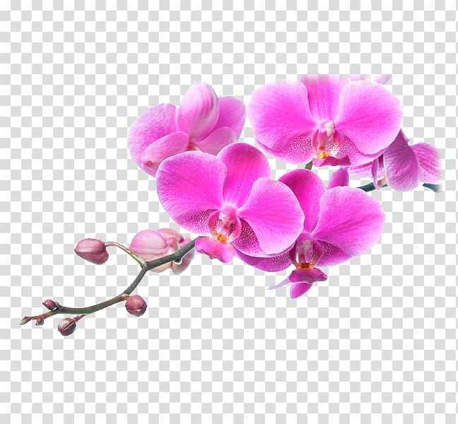 Moth orchids Flower Pink Plants, flower transparent background PNG clipart
