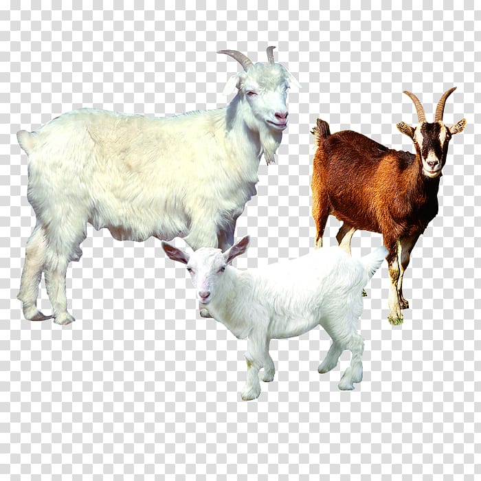 Sheepu2013goat hybrid Sheepu2013goat hybrid Sheep farming Agriculture, goat transparent background PNG clipart