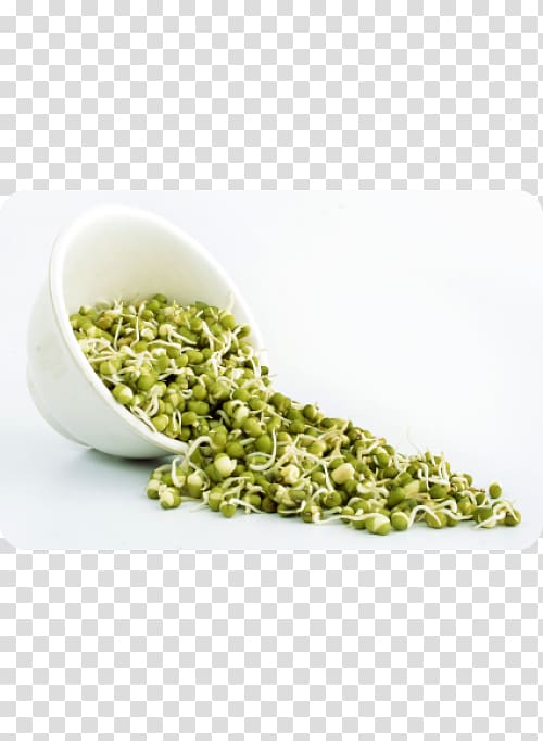 Raw foodism Sprouting Mung bean sprout Nutrition, vegetable transparent background PNG clipart