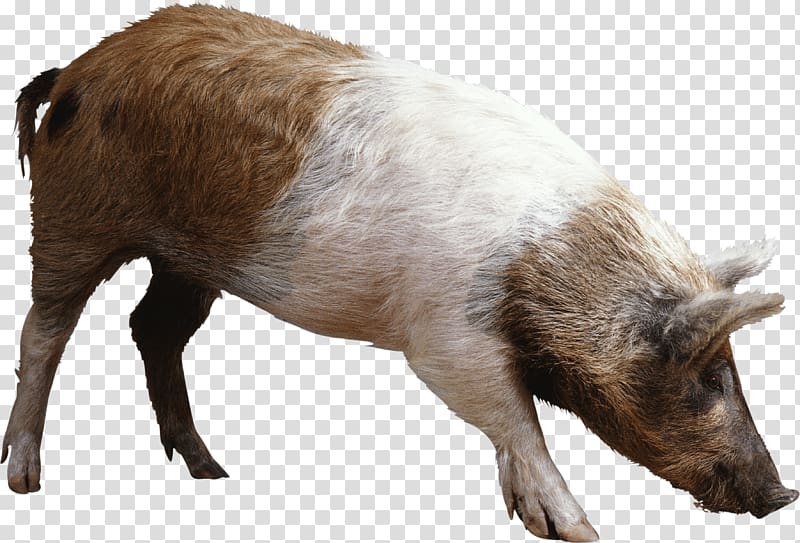 Domestic pig , Pig transparent background PNG clipart