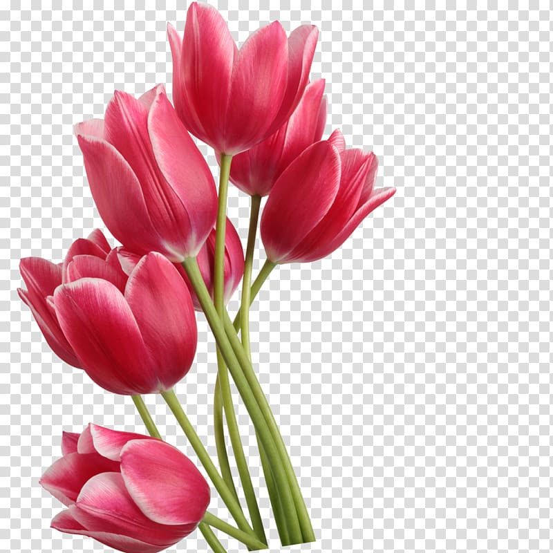 pink tulips illustration, Tulip , Red tulips transparent background PNG clipart