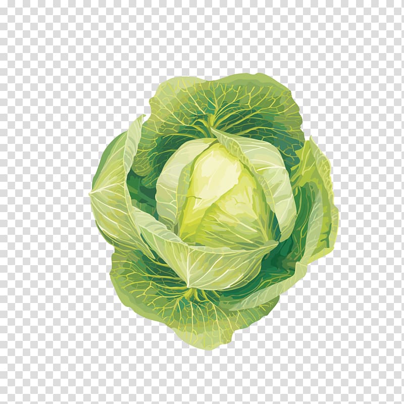 Crop rotation Agriculture Market garden Container garden Plant, Fresh cabbage transparent background PNG clipart