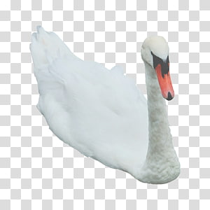 Cygnini Goose , swans transparent background PNG clipart thumbnail