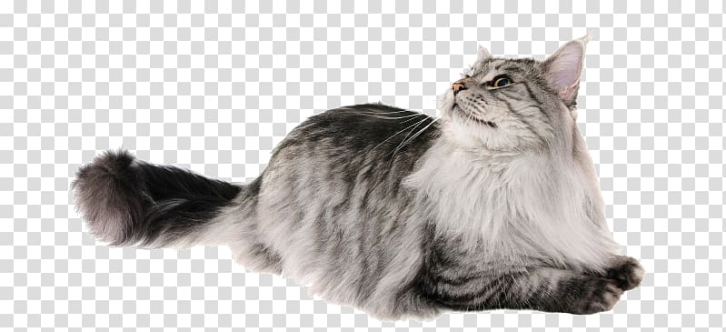 Maine Coon Himalayan cat Raccoon Persian cat, Maine Coon transparent background PNG clipart