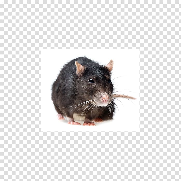 Rodent Mouse Black rat Gerbil Pest Control, mouse transparent background PNG clipart