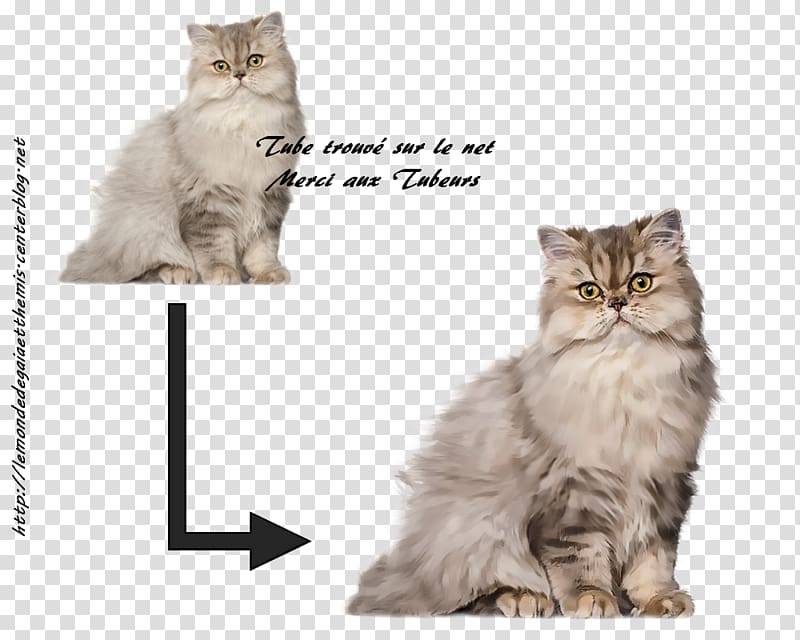 Persian cat Munchkin cat Turkish Angora European shorthair , Bathroom transparent background PNG clipart