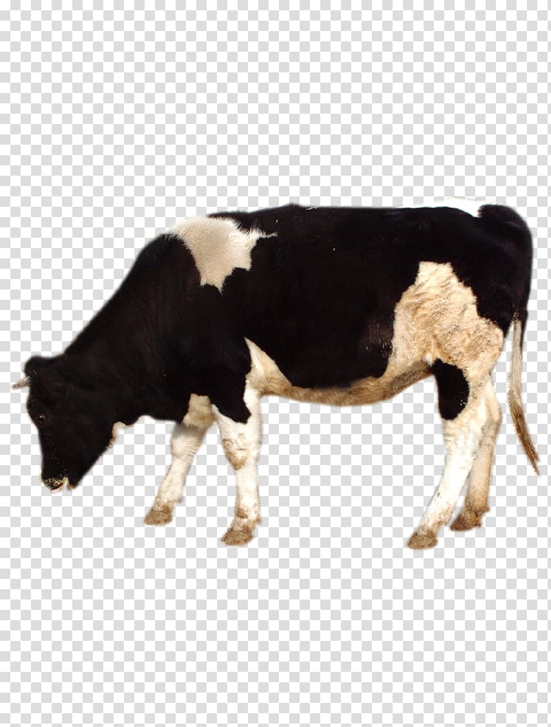 Dairy cattle Grazing Live, Grazing cows transparent background PNG clipart