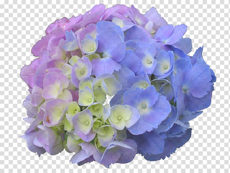 purple, blue, and blue hydrangea flowers illustration, French hydrangea Panicled hydrangea Flower Garden Dear Spring, hydrangea transparent background PNG clipart