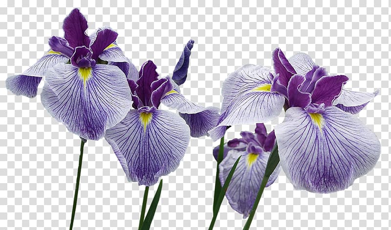 Northern blue flag Flower Orris root , iris transparent background PNG clipart