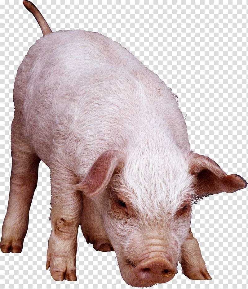 Domestic pig Fodder , others transparent background PNG clipart