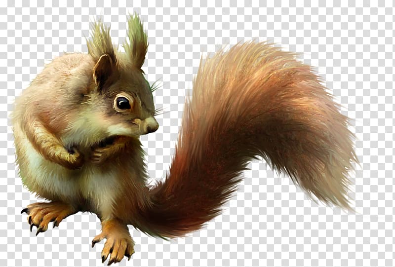 Puppy Eastern gray squirrel Dog Pet, Real cute squirrel transparent background PNG clipart