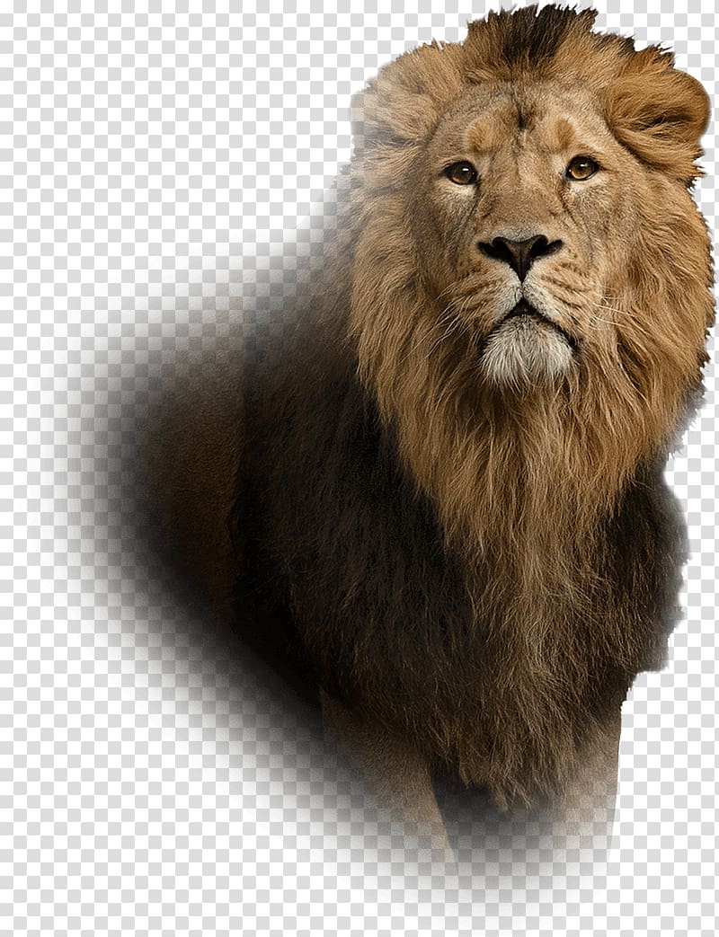 Lion Leo Islam Spirituality Aura, lion transparent background PNG clipart