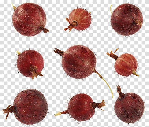 Gooseberry Chestnut, others transparent background PNG clipart
