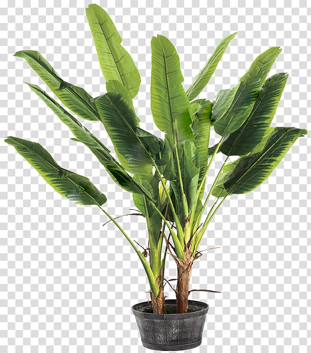 green potted banana liked leaf plant, Banana leaf Musa basjoo Ravenala, banana transparent background PNG clipart