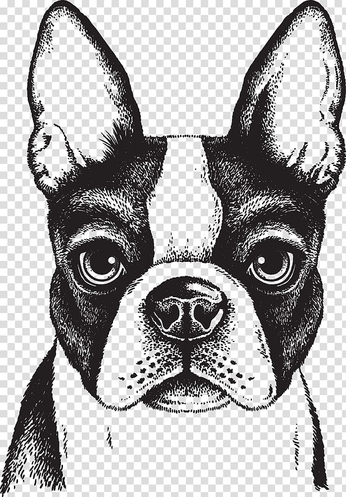 Boston Terrier French Bulldog Puppy, Painted dog, Boston terrier illustration transparent background PNG clipart