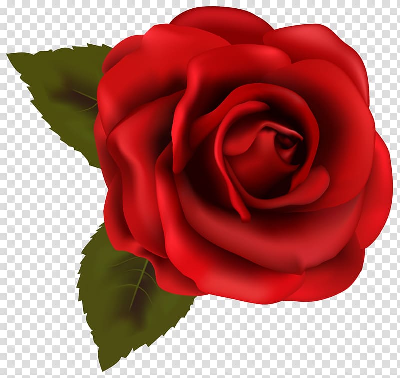 Rose Red , Beautiful Red Rose , red rose flower illustration transparent background PNG clipart