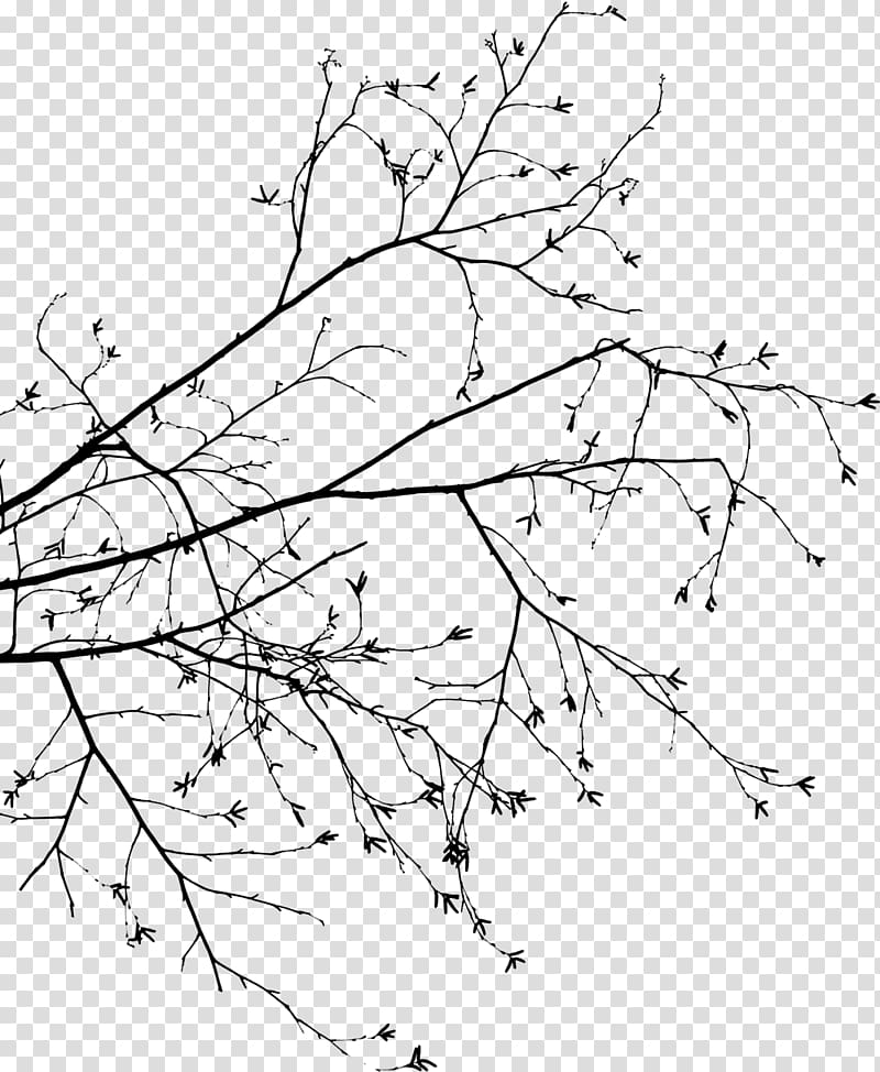 Branch Tree Leaf Drawing, foliage transparent background PNG clipart