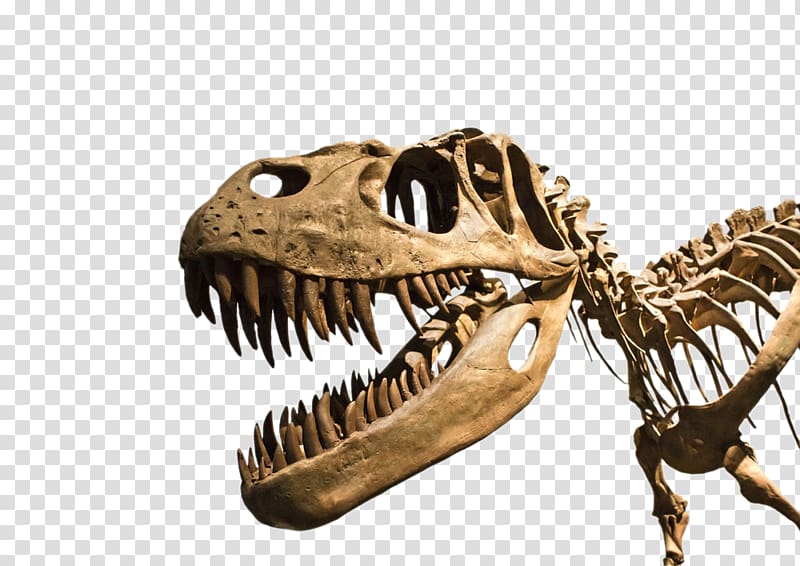 dinosaur skull illustration, Dragon Teeth Tyrannosaurus Nanotyrannus Stegosaurus Spinosaurus, HD Dinosaur Fossils transparent background PNG clipart