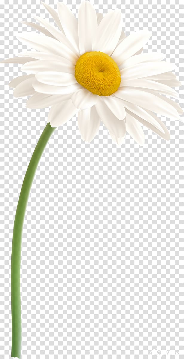 Daisy family Oxeye daisy Flower German chamomile, camomile transparent background PNG clipart