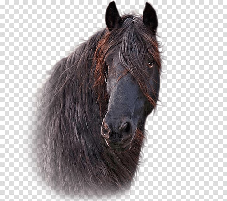 Mane Horse Hoof Pony Halter, horse transparent background PNG clipart