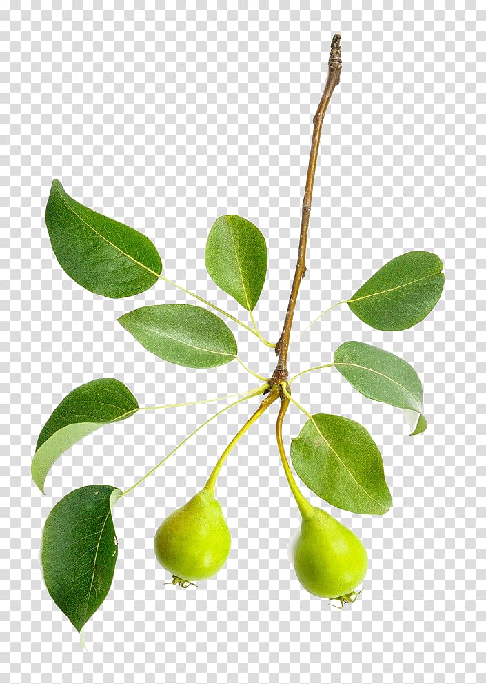 Tree Leaf Branch Asian pear European pear, Pear branches transparent background PNG clipart