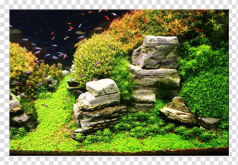 Aquariums Aquascaping Goldfish Rock, floating island transparent background PNG clipart