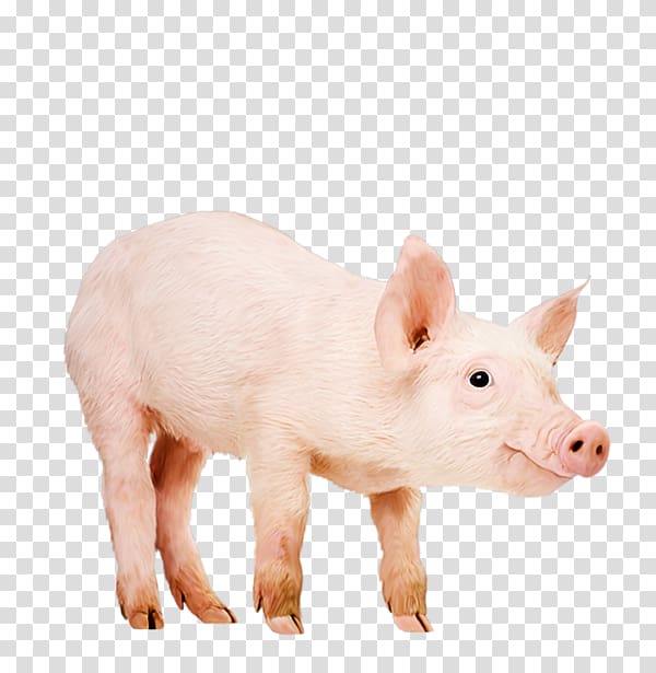 Domestic pig Data compression, pig transparent background PNG clipart