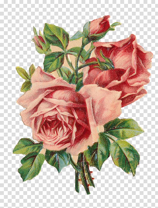 Paper Rose Wedding invitation , rose transparent background PNG clipart ...
