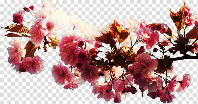 Cherry blossom Flower Spring Petal, cherry blossom transparent background PNG clipart
