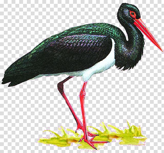 White stork Bird Animaatio Black stork Crane, Bird transparent background PNG clipart