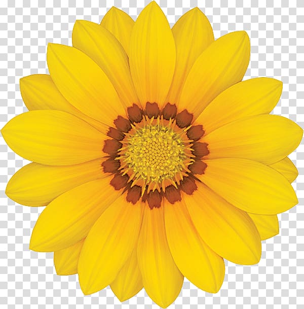 Common sunflower Yellow Transvaal daisy, Gazania transparent background PNG clipart