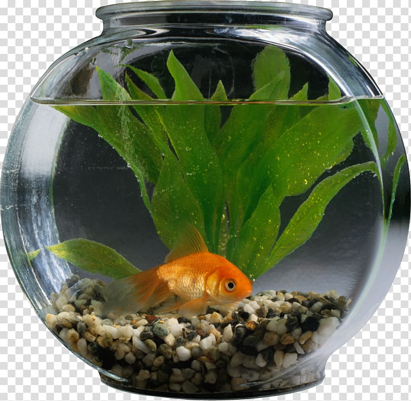 Goldfish Aquarium Tropical fish Pet, fish transparent background PNG clipart